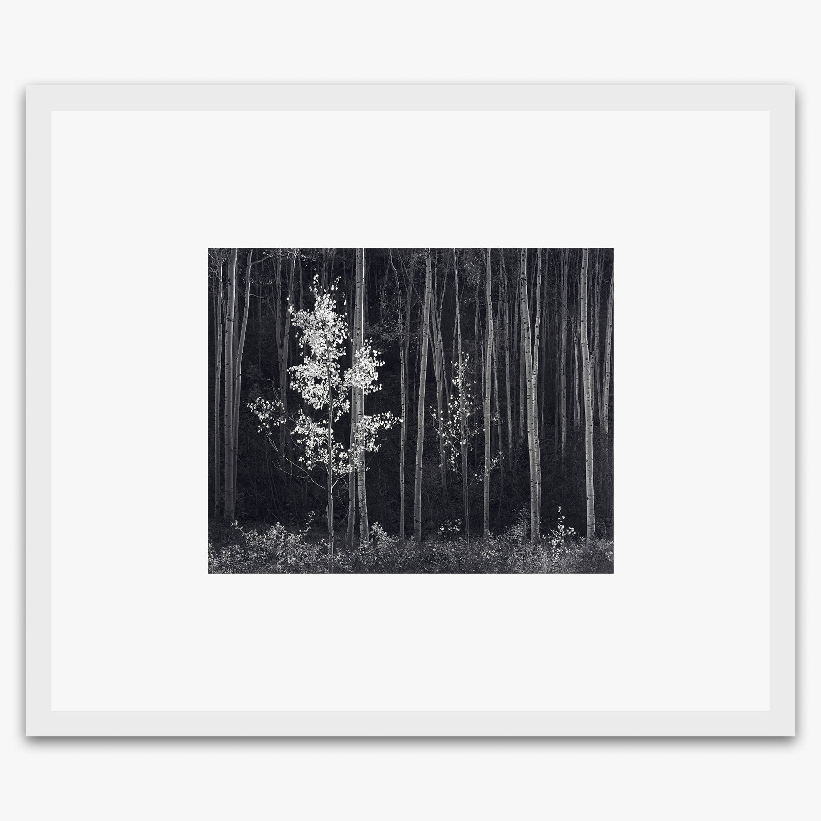 Aspens, Northern New Mexico (H).