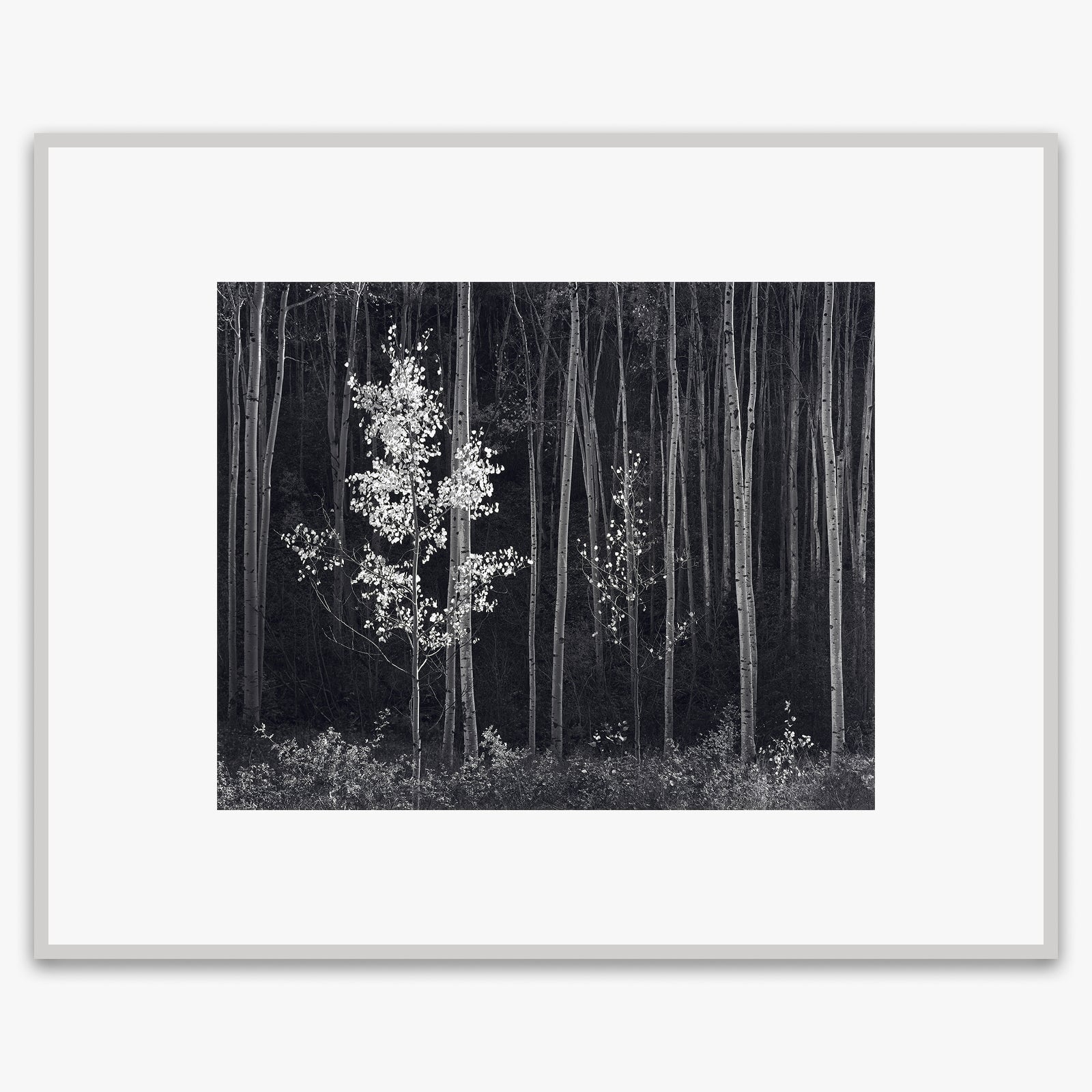 Aspens, Northern New Mexico (H).