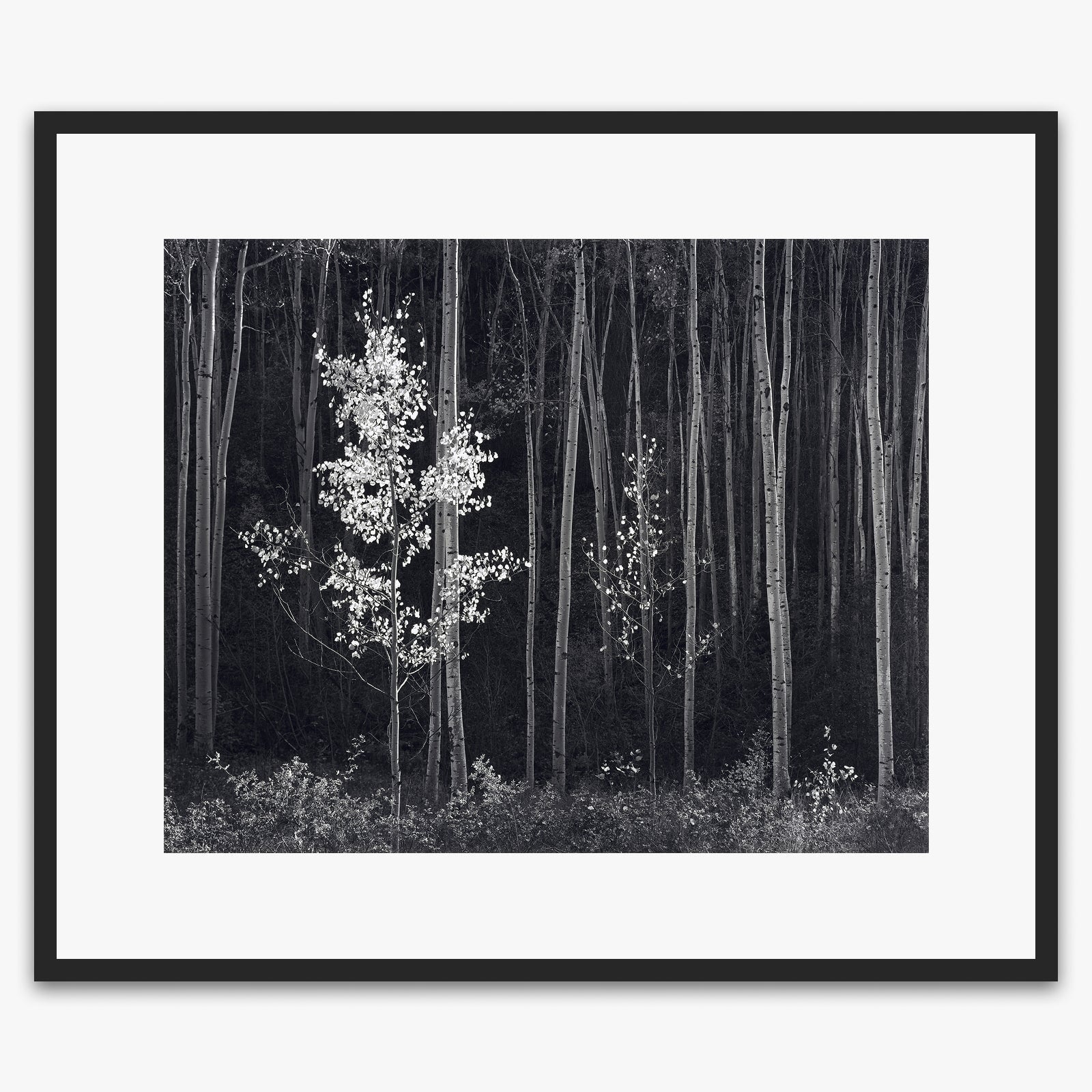 Aspens, Northern New Mexico (H).