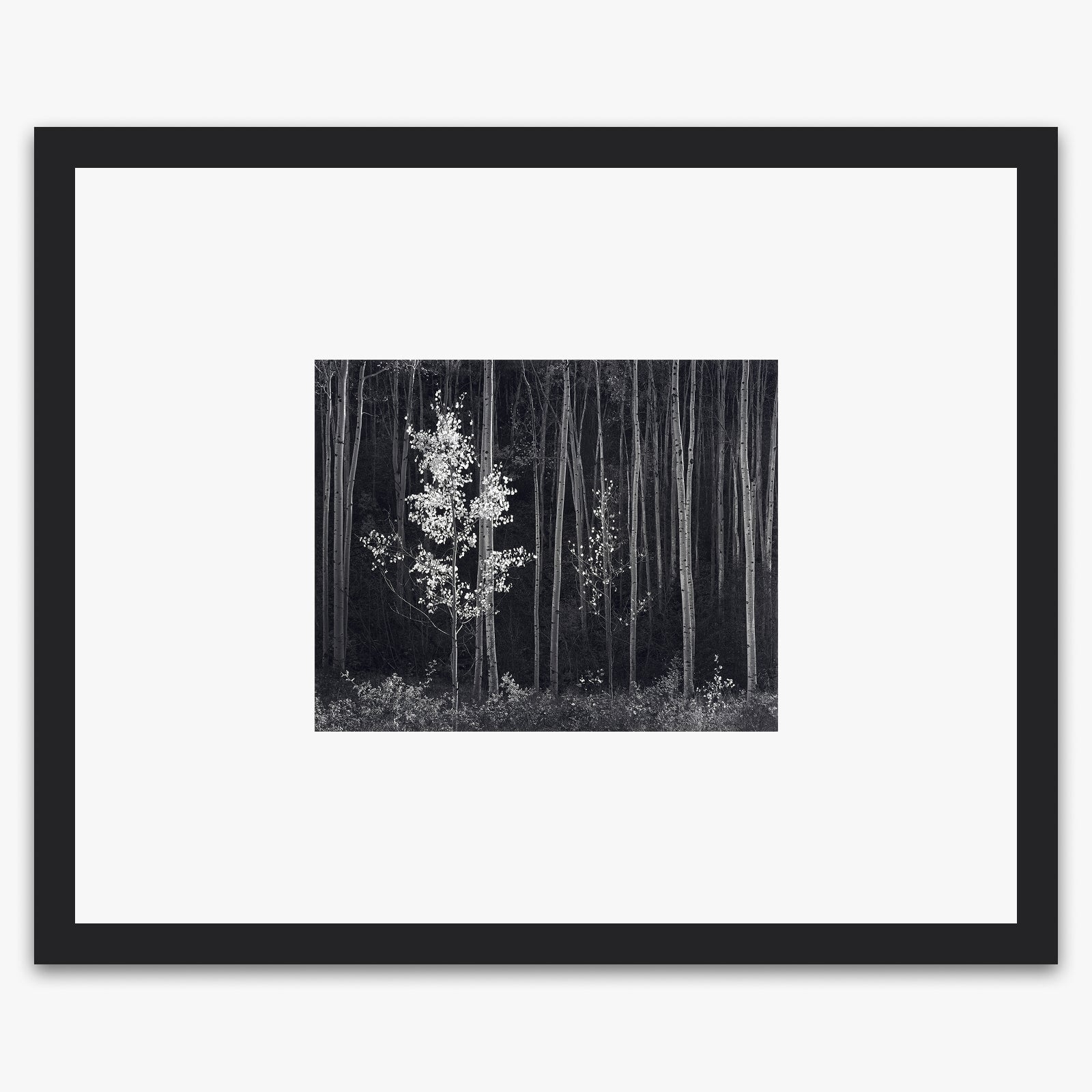 Aspens, Northern New Mexico (H).