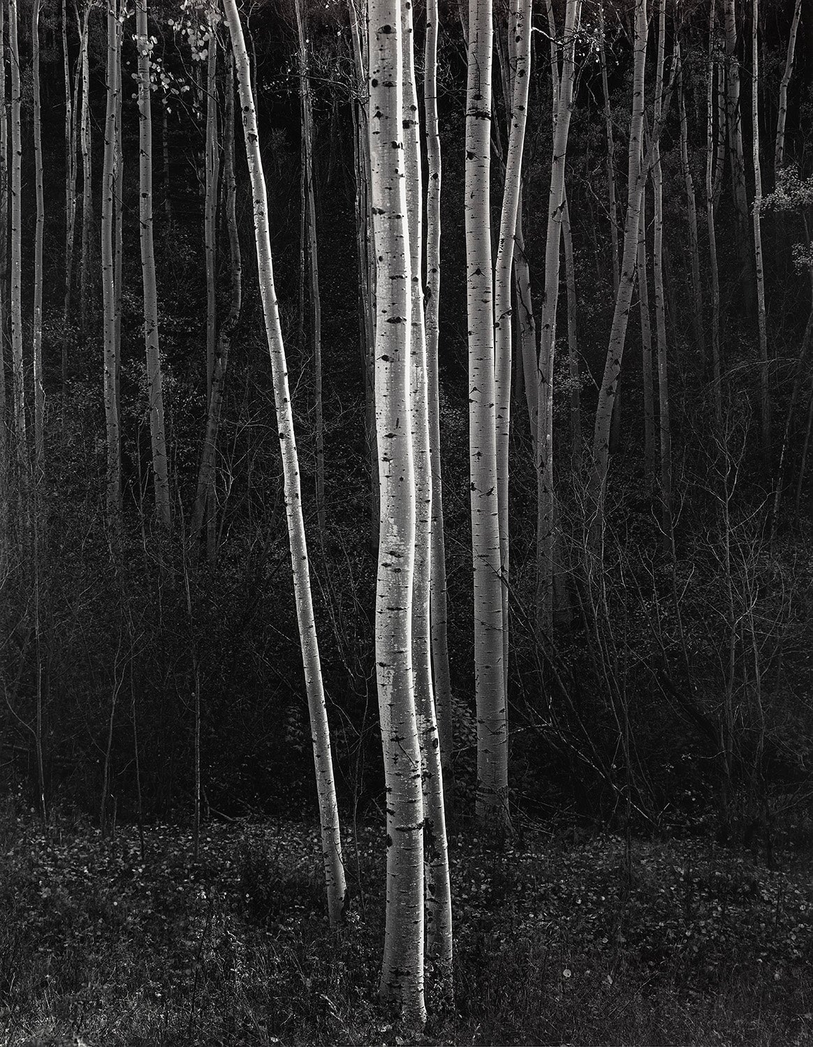 Aspens, Northern New Mexico (V) explore photographs The Ansel Adams Gallery