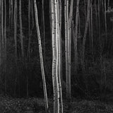 Aspens, Northern New Mexico (V) explore photographs The Ansel Adams Gallery