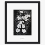 Dogwood Blossoms.