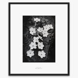 Dogwood Blossoms.