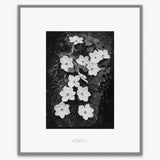Dogwood Blossoms.