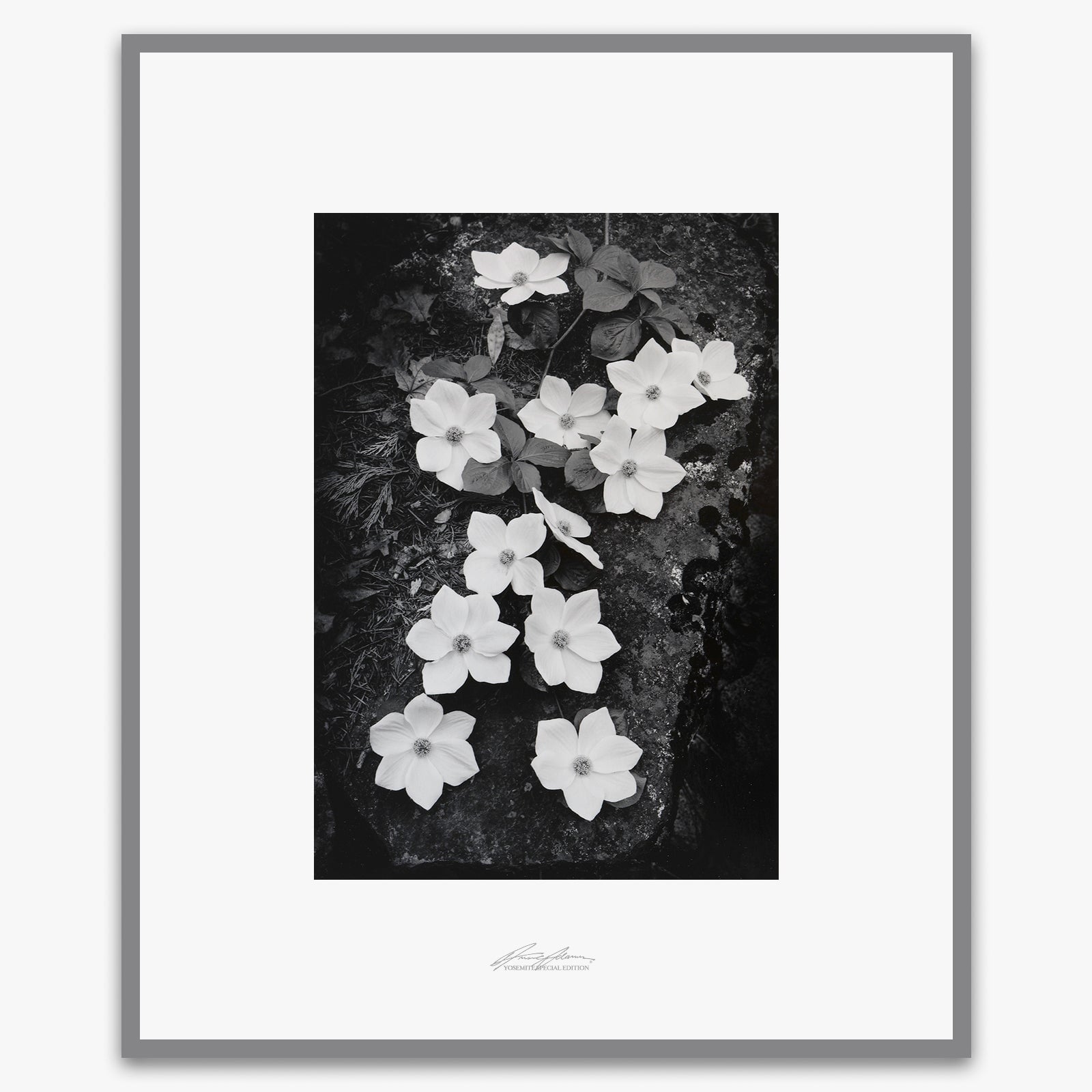 Dogwood Blossoms.