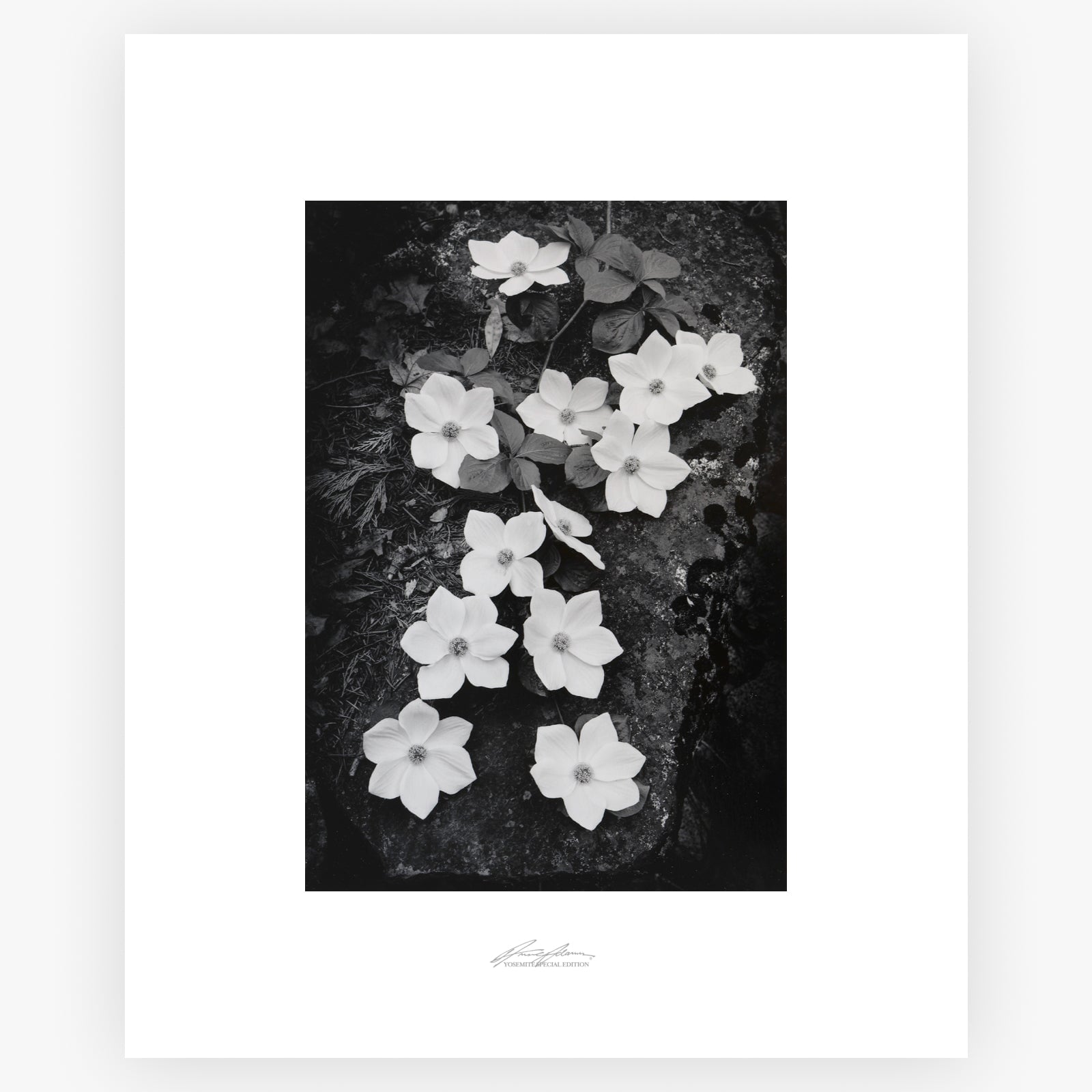 Dogwood Blossoms.
