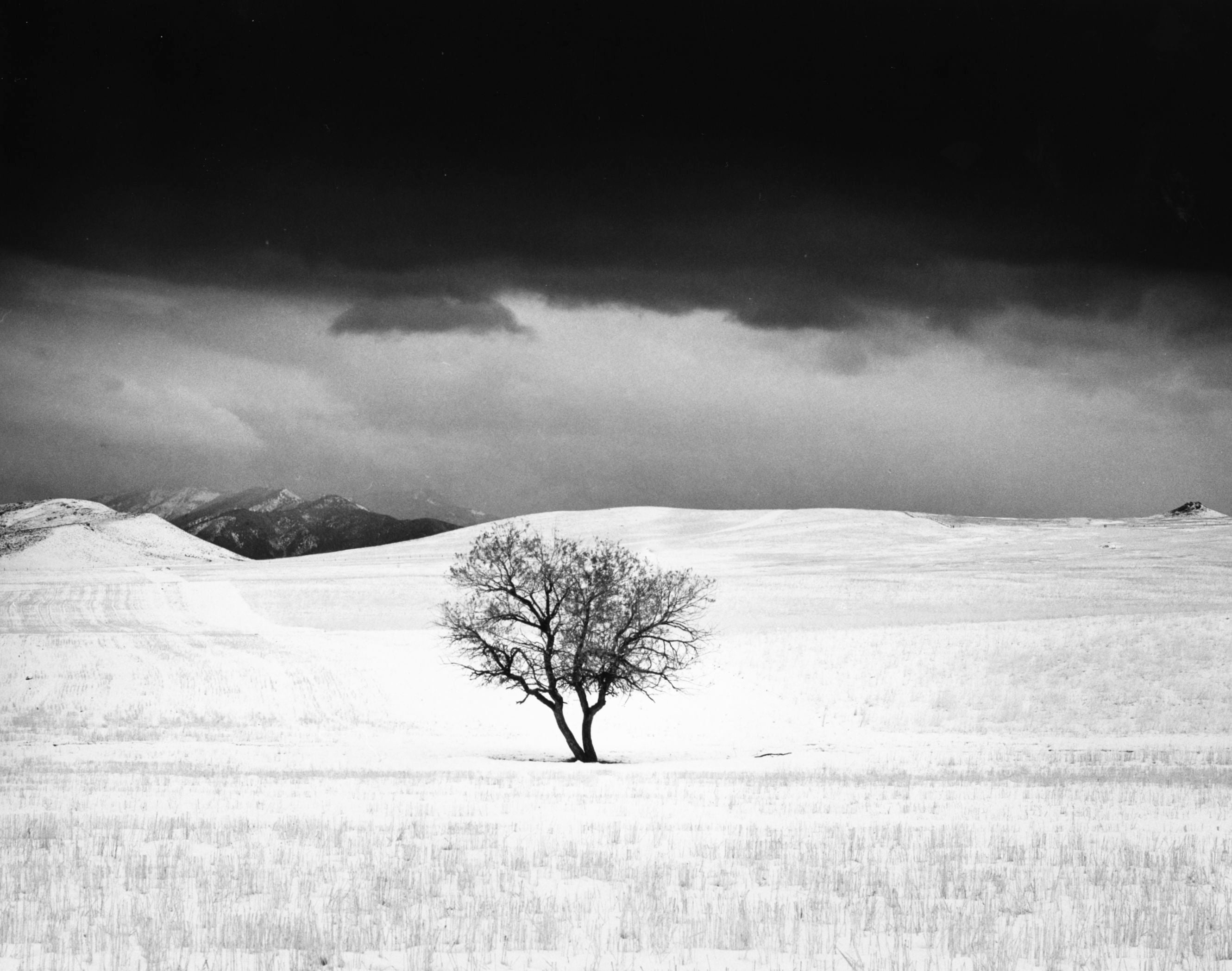 Dream of a Tree by Roman Loranc – The Ansel Adams Gallery