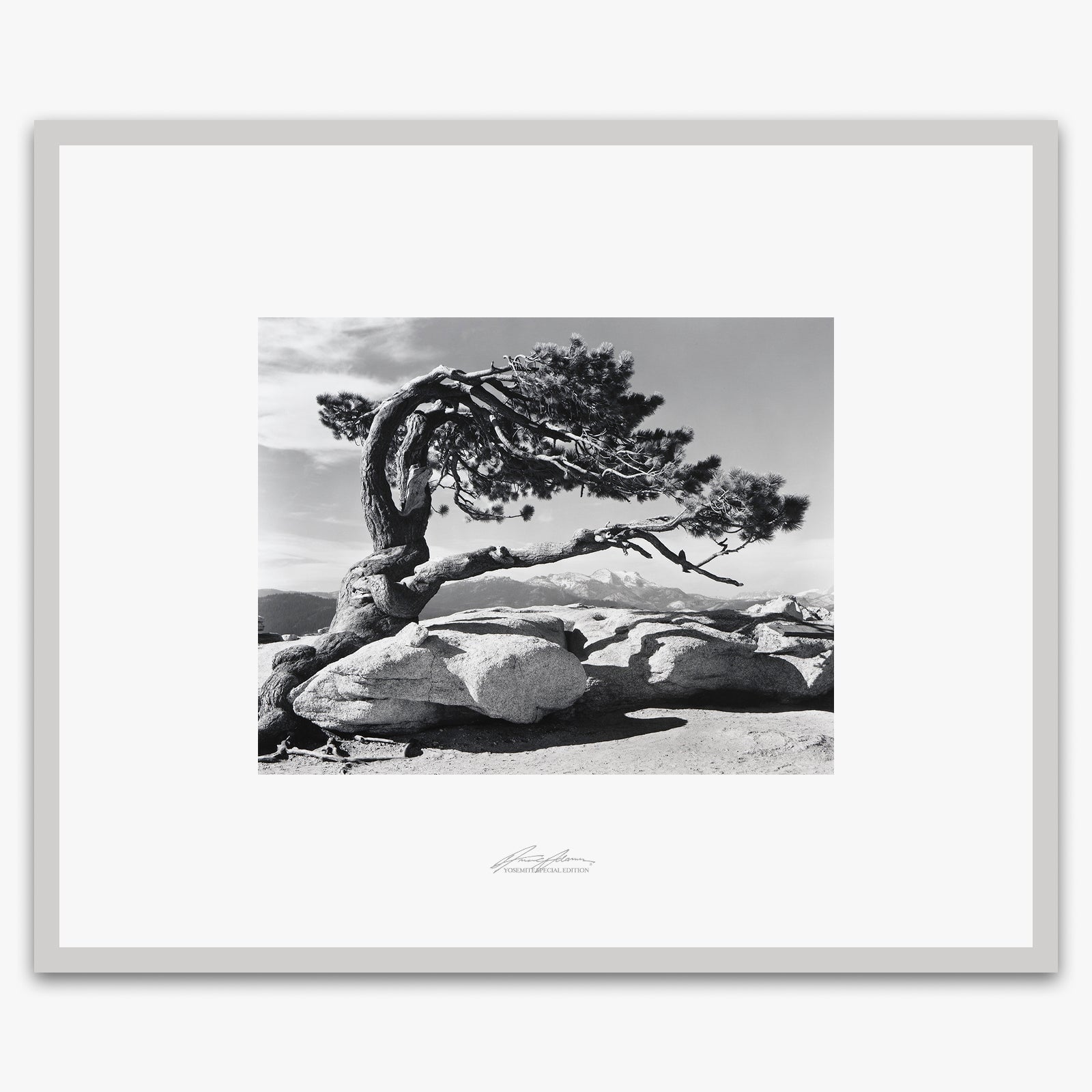 Jeffrey Pine, Sentinel Dome.