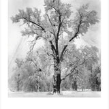 Oak Tree, Snowstorm
