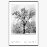 Oak Tree, Snowstorm Shop: Poster Ansel Adams Framed Poster Contrast Gray Metal Frame