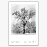 Oak Tree, Snowstorm Shop: Poster Ansel Adams Framed Poster German Silver Metal Frame