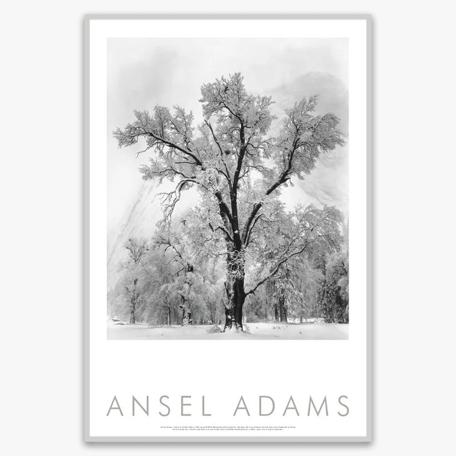 Oak Tree, Snowstorm Shop: Poster Ansel Adams Framed Poster German Silver Metal Frame