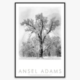 Oak Tree, Snowstorm Shop: Poster Ansel Adams Framed Poster Matte Black Metal Frame