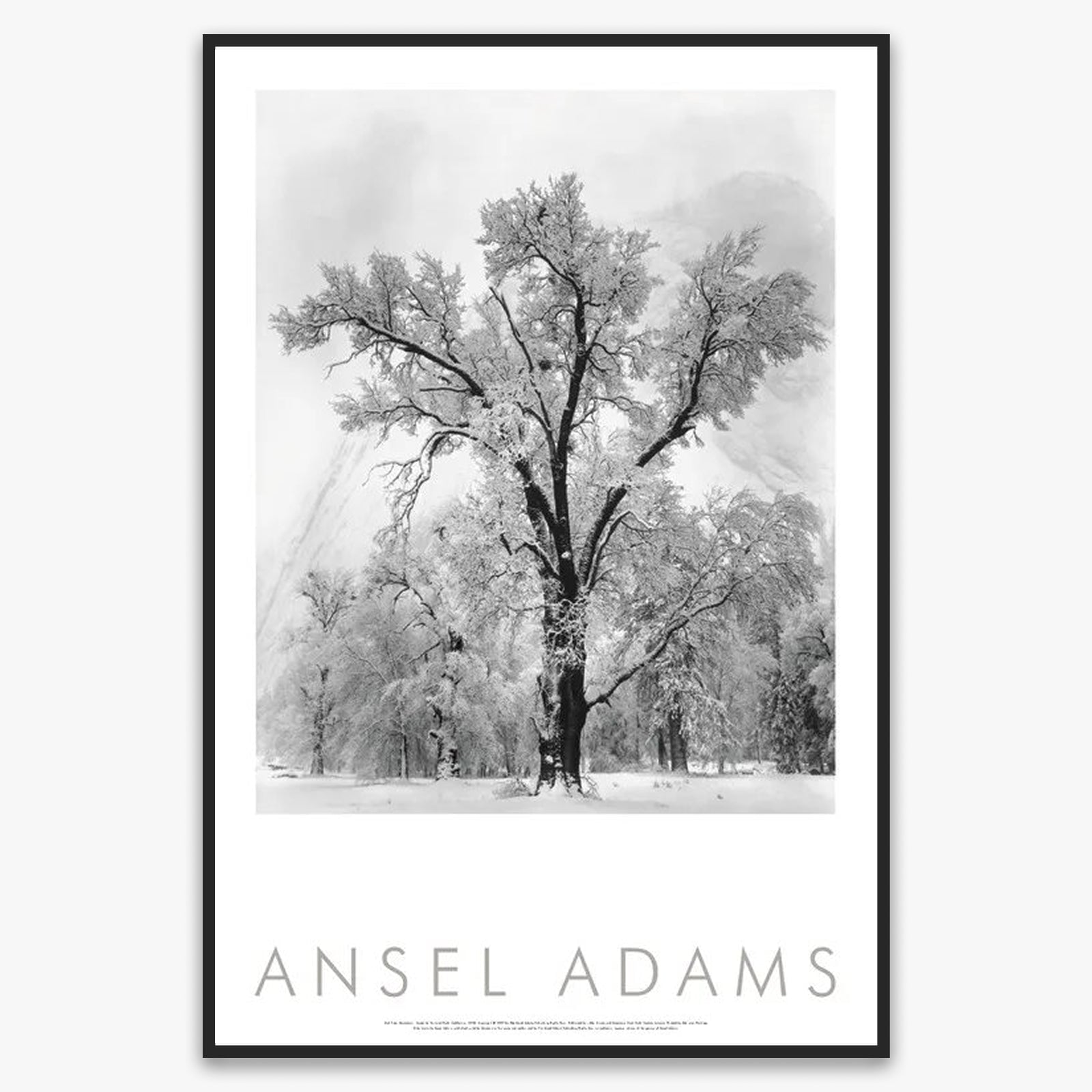Oak Tree, Snowstorm Shop: Poster Ansel Adams Framed Poster Matte Black Metal Frame