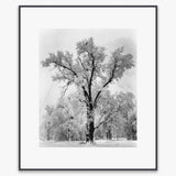 Oak Tree, Snowstorm Shop: Poster Ansel Adams Overmatted & Framed Poster Contrast Gray Metal Frame
