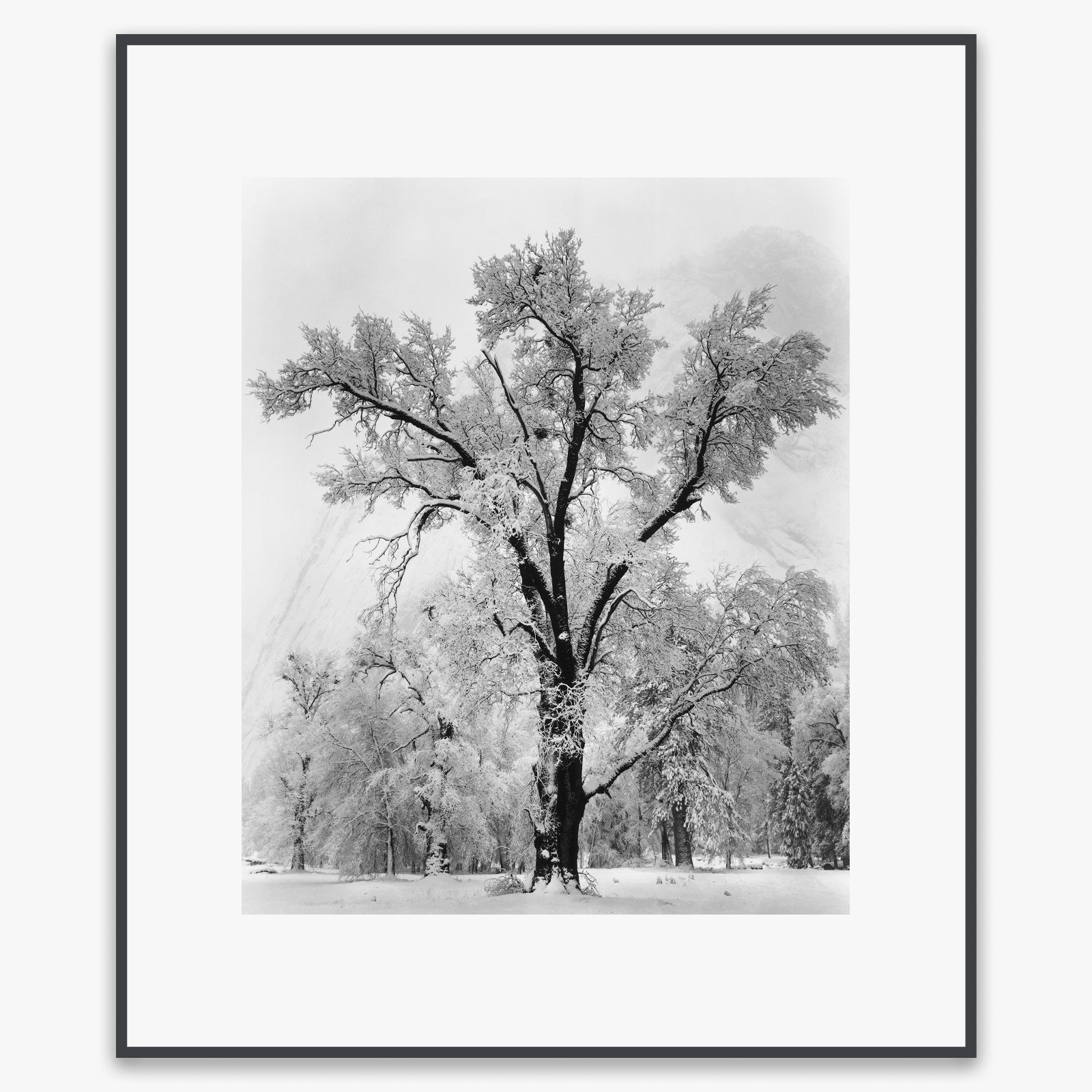 Oak Tree, Snowstorm Shop: Poster Ansel Adams Overmatted & Framed Poster Contrast Gray Metal Frame