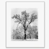 Oak Tree, Snowstorm Shop: Poster Ansel Adams Overmatted & Framed Poster German Silver Metal Frame
