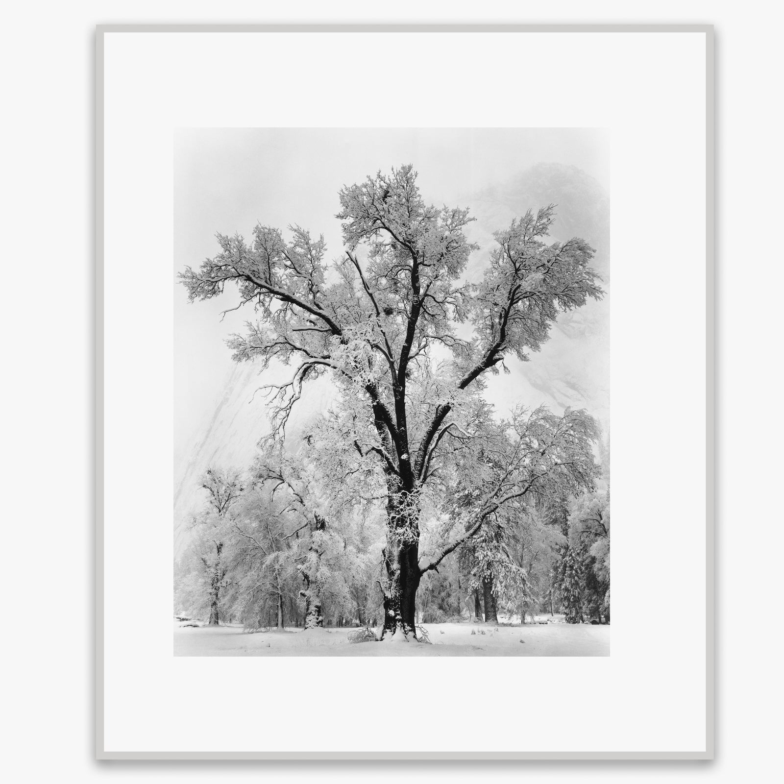Oak Tree, Snowstorm Shop: Poster Ansel Adams Overmatted & Framed Poster German Silver Metal Frame