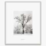 Oak Tree, Snowstorm.