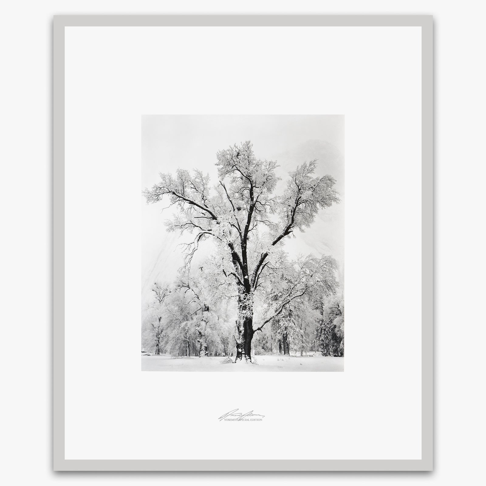 Oak Tree, Snowstorm.