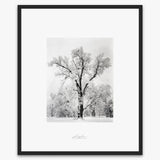 Oak Tree, Snowstorm.