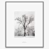 Oak Tree, Snowstorm.
