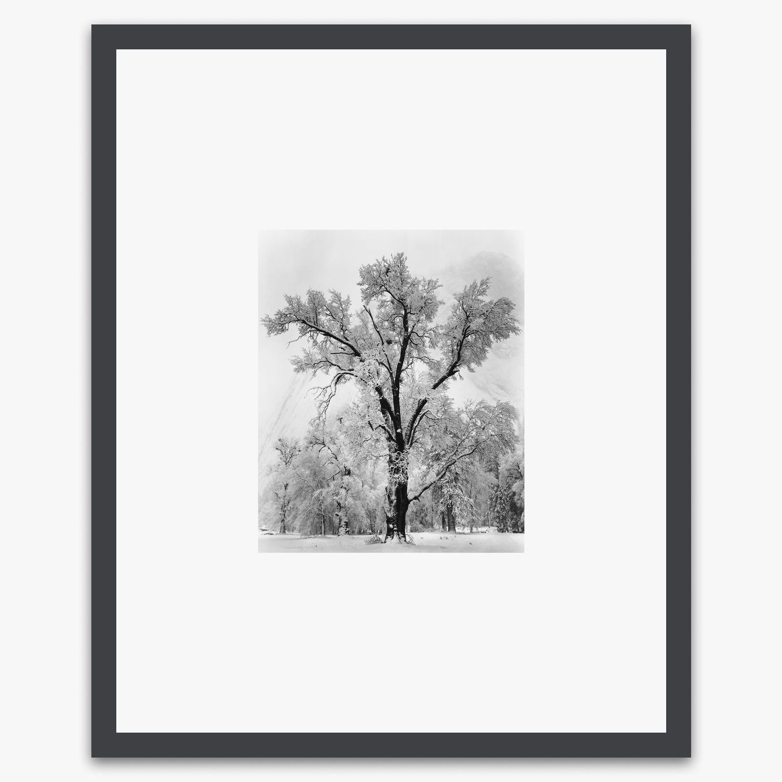 Oak Tree, Snowstorm Shop_Small_Print Ansel Adams Contrast Gray Metal