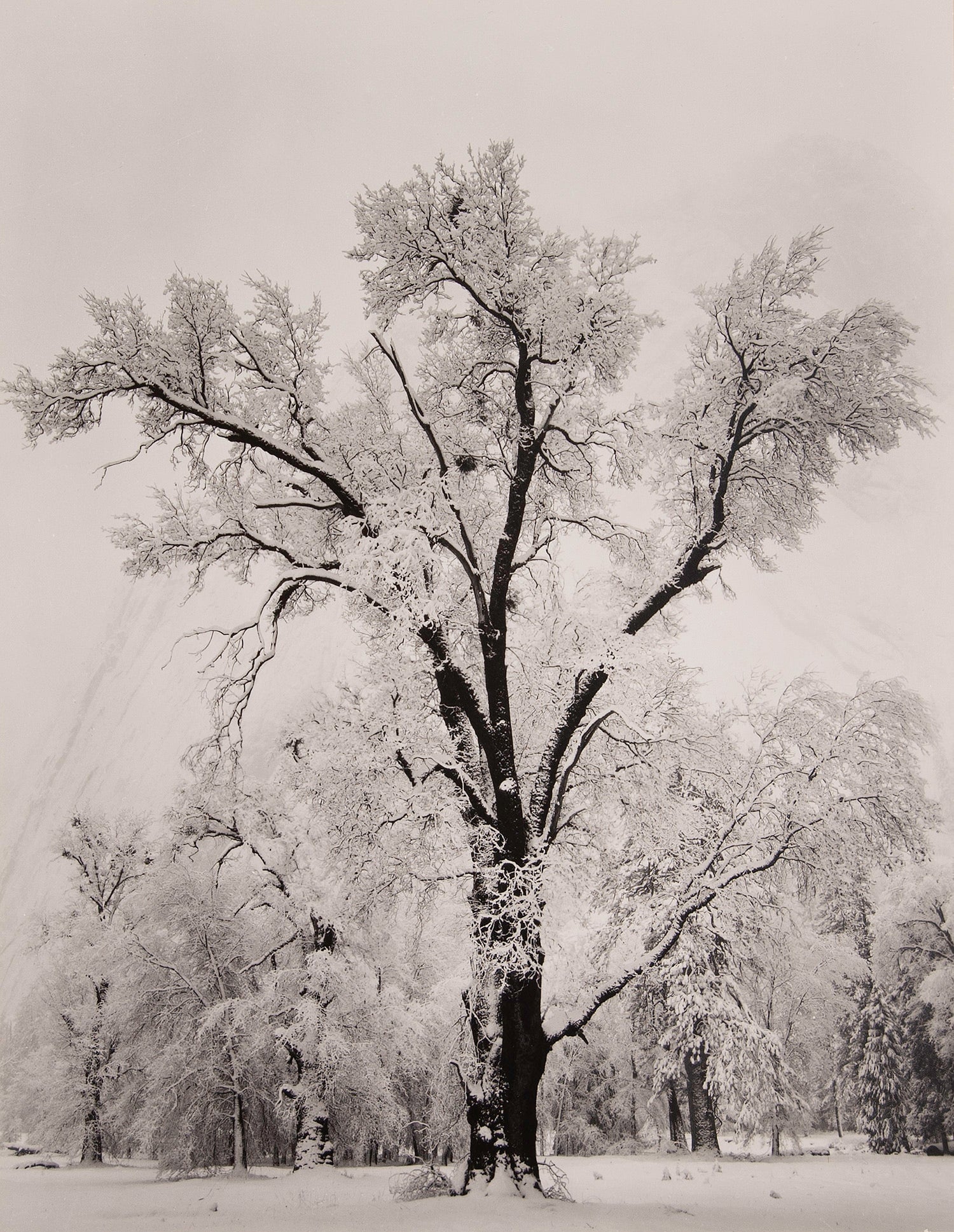 Oak Tree, Snowstorm- Signed Special Edition Photograph – The Ansel