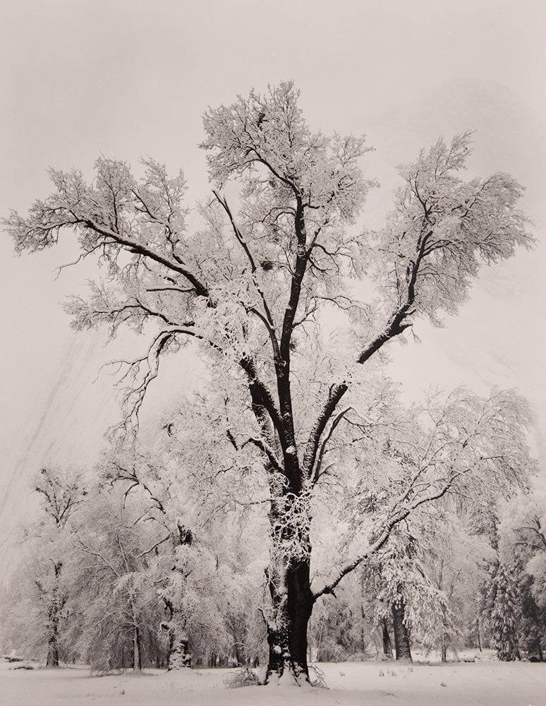 Oak Tree, Snowstorm- Signed Special Edition Photograph – The