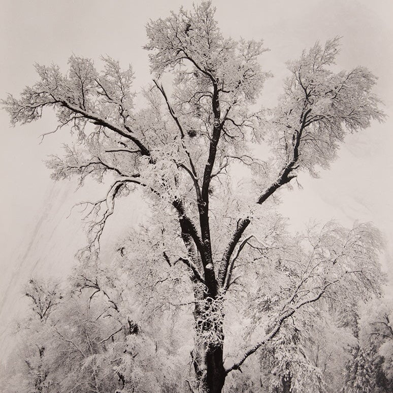 Oak Tree, Snowstorm - Signed Special Edition Signed_SEP Ansel Adams