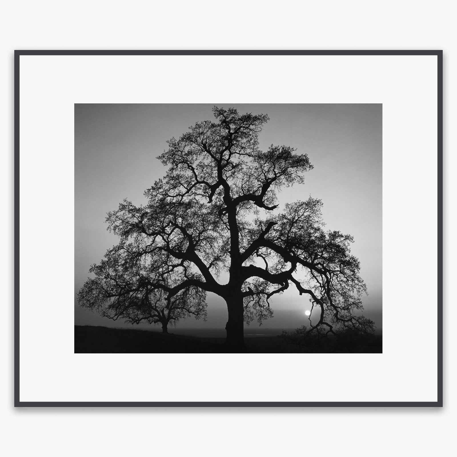 Oak Tree, Sunset City Shop: Poster Ansel Adams Overmatted & Framed Poster Contrast Gray Metal