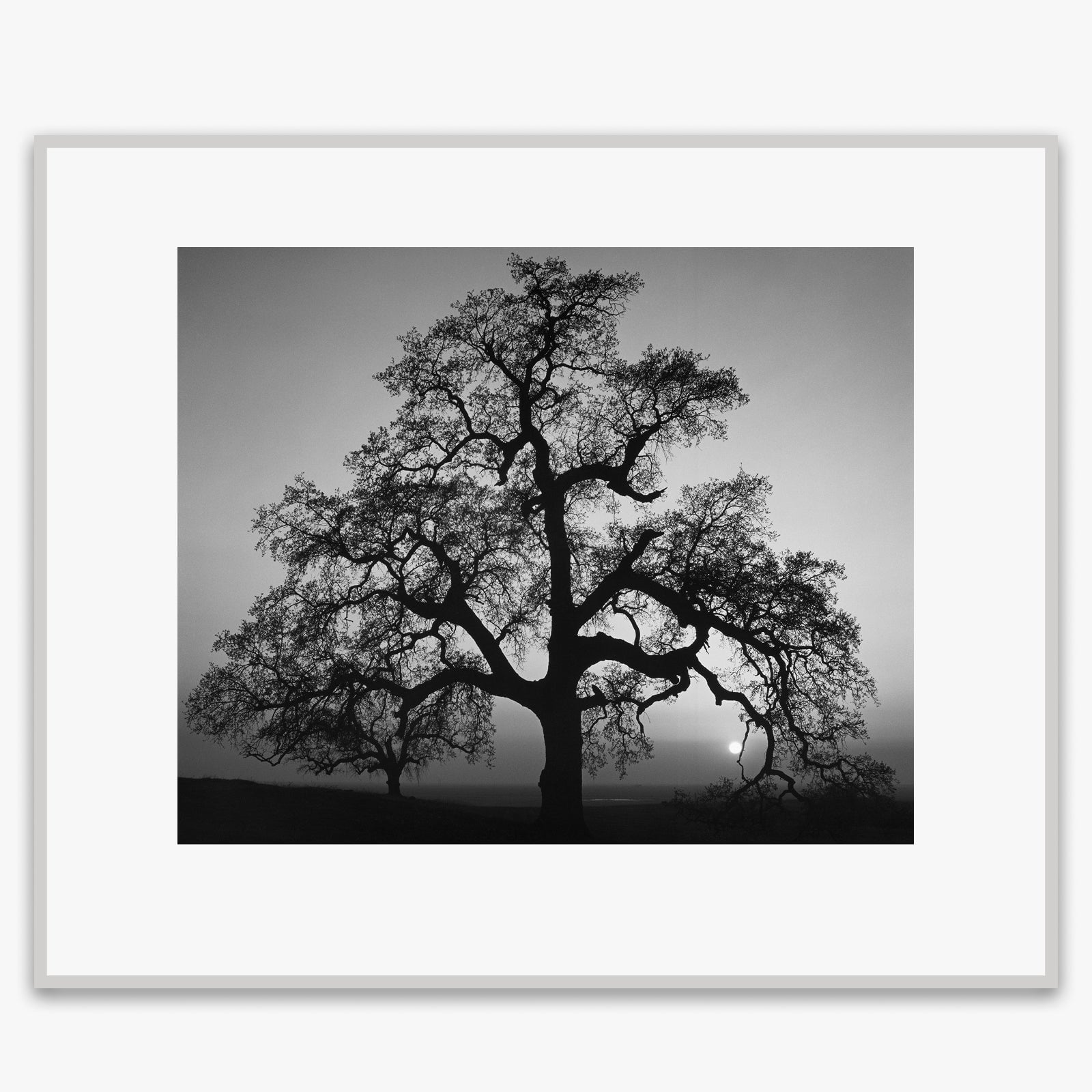 Oak Tree, Sunset City Shop: Poster Ansel Adams Overmatted & Framed Poster German Silver Metal