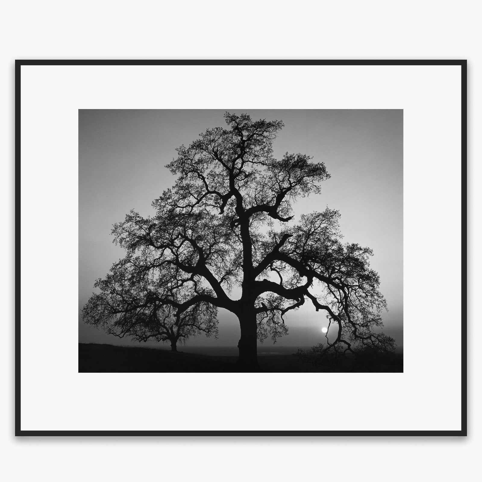 Oak Tree, Sunset City Shop: Poster Ansel Adams Overmatted & Framed Poster Matte Black Metal