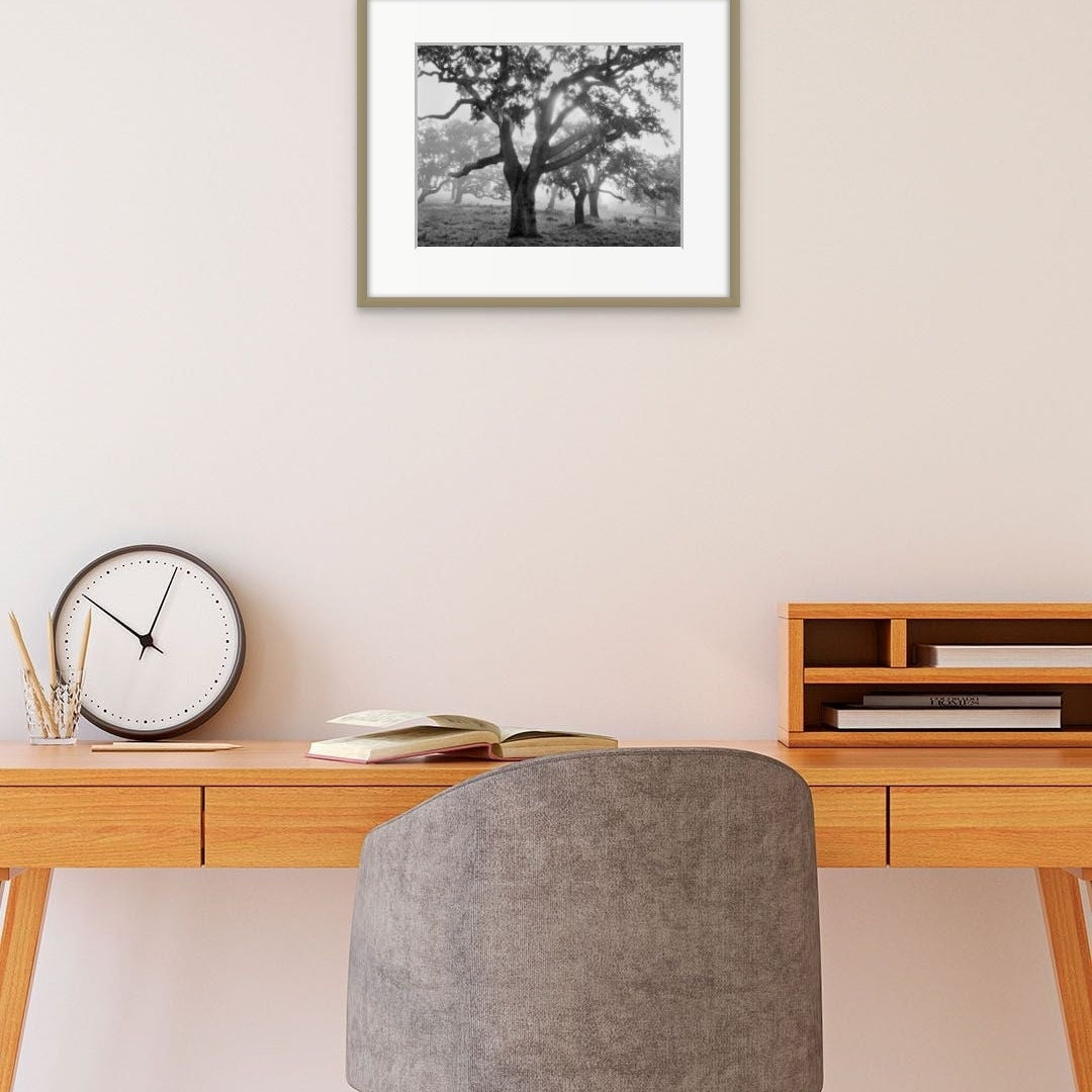 Oaks in Fog, Sunrise, Carmel Valley, CA 1995.