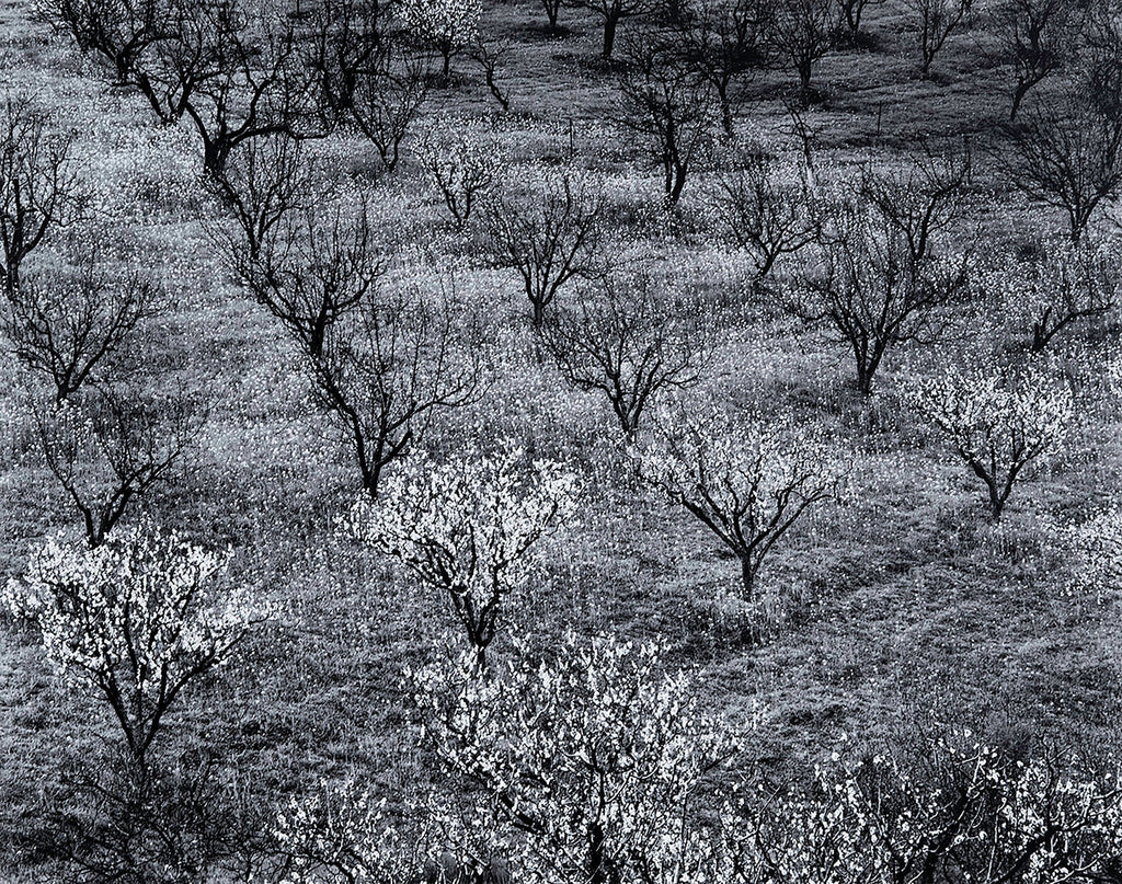 Orchard, Early Spring near Stanford University, California