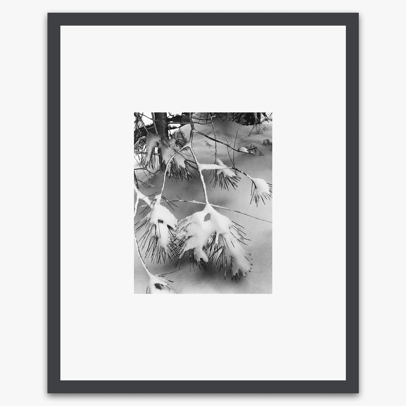 Pine Branches Shop_Small_Print Ansel Adams Contrast Gray Metal