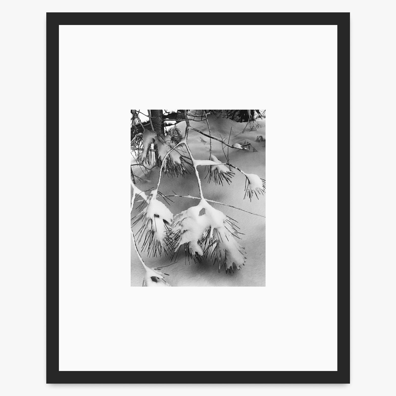 Pine Branches Shop_Small_Print Ansel Adams Matte Black Metal