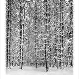 Pine Forest, Snow