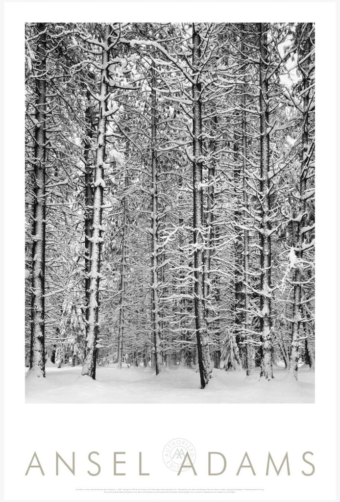 Pine Forest, Snow