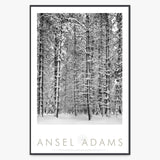 Pine Forest, Snow Shop: Poster Ansel Adams Framed Poster Contrast Gray Metal