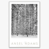 Pine Forest, Snow Shop: Poster Ansel Adams Framed Poster German Silver Metal