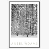 Pine Forest, Snow Shop: Poster Ansel Adams Framed Poster Matte Black Metal