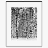 Pine Forest, Snow Shop: Poster Ansel Adams Overmatted & Framed Poster Contrast Gray Metal