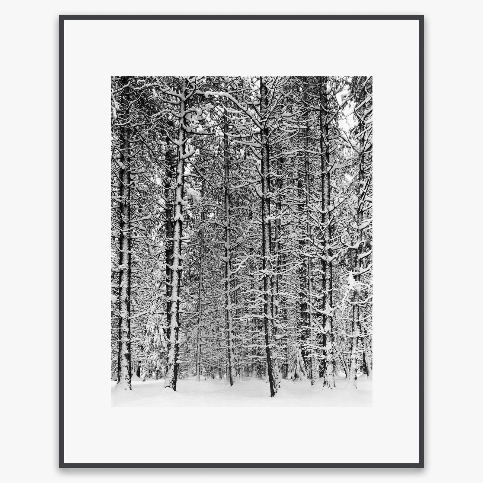 Pine Forest, Snow Shop: Poster Ansel Adams Overmatted & Framed Poster Contrast Gray Metal