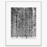 Pine Forest, Snow Shop: Poster Ansel Adams Overmatted & Framed Poster German Silver Metal