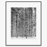 Pine Forest, Snow Shop: Poster Ansel Adams Overmatted & Framed Poster Matte Black Metal