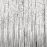 Poplars, Late Afternoon, Oregon, 2016 Shop_RepArtist Jeffrey Conley
