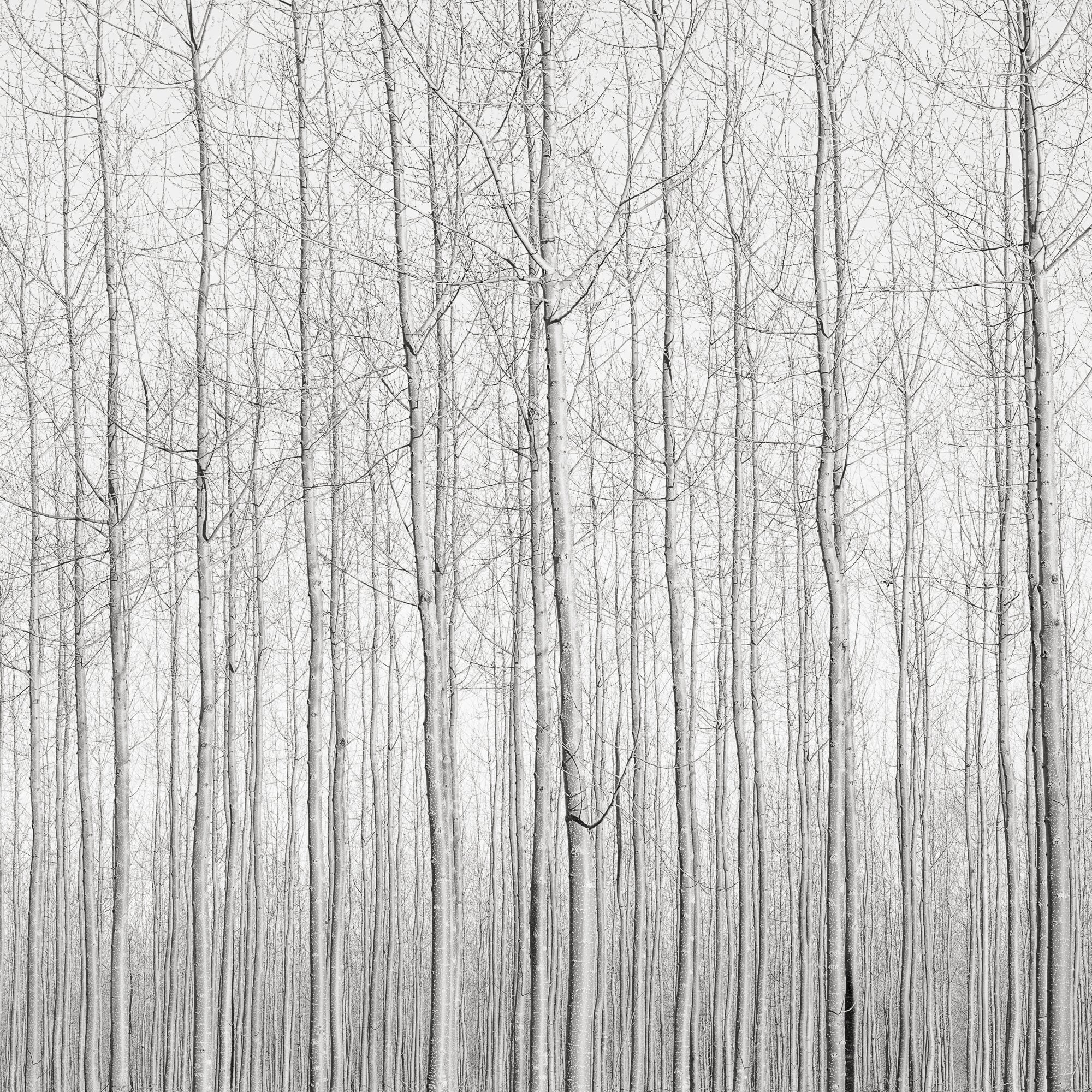Poplars, Late Afternoon, Oregon, 2016 Shop_RepArtist Jeffrey Conley