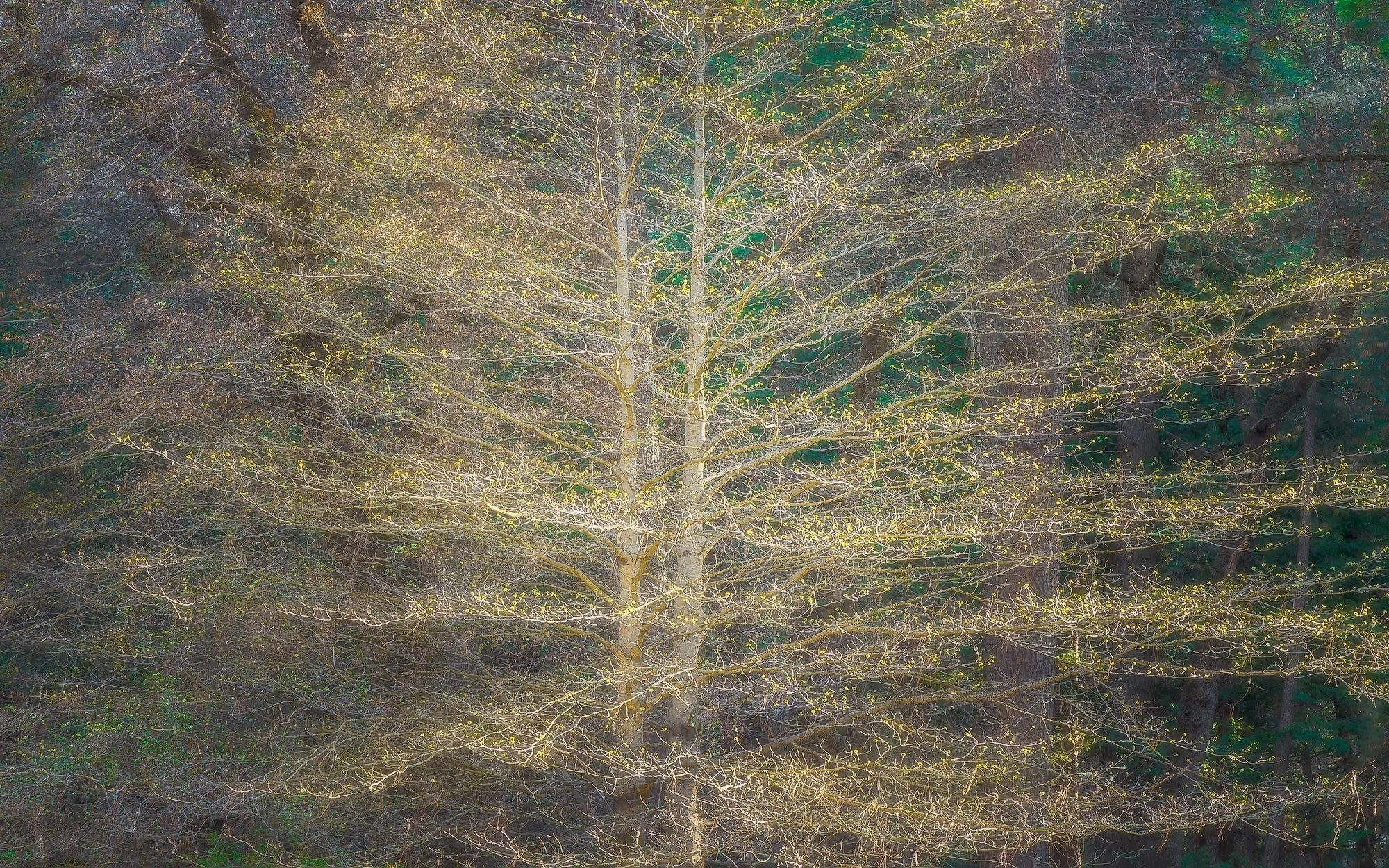 Ready to Bloom Shop charlotte gibb